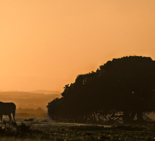 Antilope alcina (Taurotragus oryx), Eland Riserva naturale De Hoop, De Hoop natural reserve