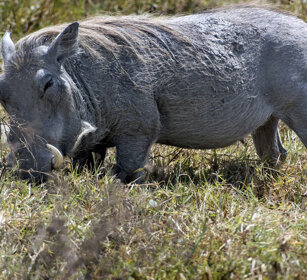 Facocero africano (Phacochoerus africanus) Warthog parco nazionale del Tarangire, Tarangire NP