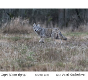 Lupo, Wolf Bialowieza, Polonia, Poland Lupo, Wolf Bialowieza, Polonia, Poland