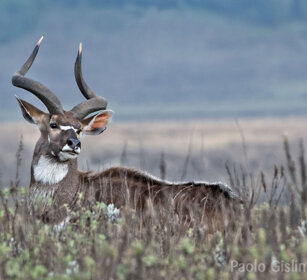 maschio di Nyala di montagna, Tragelaphus buxtoni Bale mountains