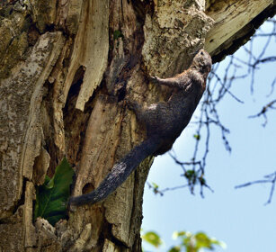 Scoiattolo del Gambia (Heliosciurus gambianus) Gambian Sun Squirrel, lago Awasa, lake Awasa