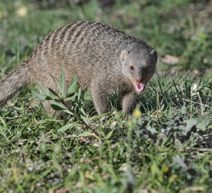 Mangusta striata (Mungos mungo), Banded Mongoose Etosha NP