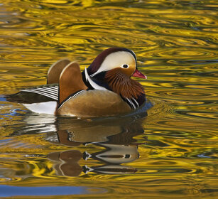 Anatra mandarina (Aix galericulata), Mandarin
