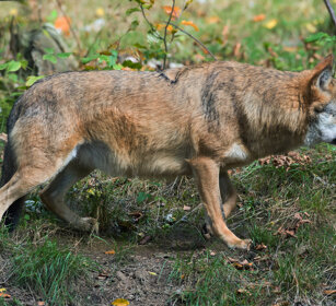 Lupo (Canis lupus), Wolf Bayerischerwald, Germania, Germany