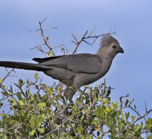 Turaco unicolore (Corythaixoides concolor) Grey Go-away Bird, Etosha NP