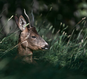Capriolo (Capreolus capreolus), Roebuck Valle d'Aosta, Aosta Valley
