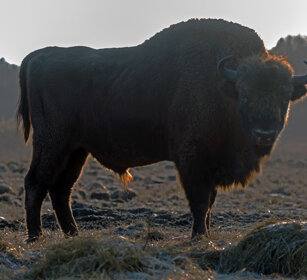 Bisonte europeo (Bison bonasus), European Bison Polonia, Poland