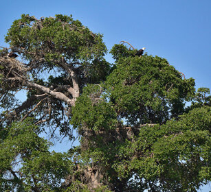 Aquile pescatrici africane (Haliaeetus vocifer) African Fish-eagles, lago Zway, lake Zway