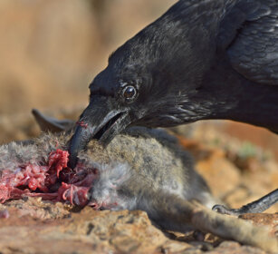 Corvo imperiale (Corvus corax tingitanus), Raven Fuerteventura, parque Rural