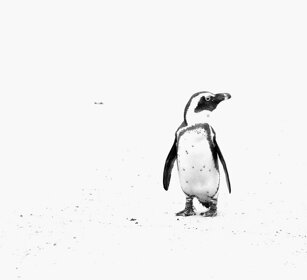 Pinguino del Capo, Jackass Penguin Sudafrica, South Africa