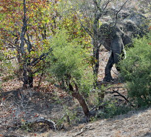 Elefante africano (Loxodonta africana) African elephant, Kruger NP