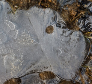 pozzanghera gelata, icy puddle