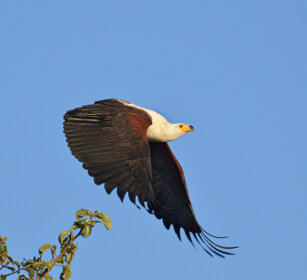 Aquila pescatrice africana (Haliaeetus vocifer) African Fish-eagle, lago Awasa, lake Awasa