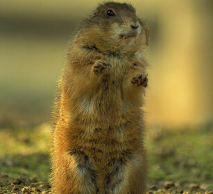 Cane della prateria (Cynomys ludovicianus) Black-tailed Prairie Dog