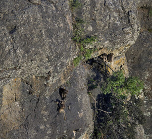 Gelada sulle rocce dove hanno pernottato Gelada Baboons among the rocks where passed the night