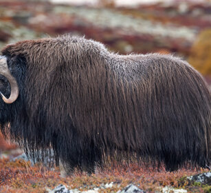 Bue muschiato (Ovibos moschatus), Muskox parco nazionale di Dovrefjell, Dovrefjell NP