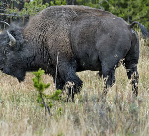 Bisonte, Bison, Buffalo PN di Yellowstone, Yellowstone NP