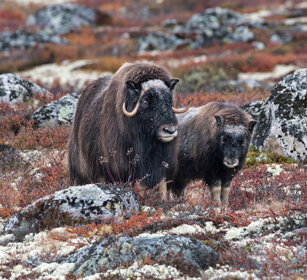 Buoi muschiati (Ovibos moschatus), Muskoxen parco nazionale di Dovrefjell, Dovrefjell NP