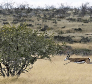 Springbok (Antidorcas marsupialis) Etosha NP