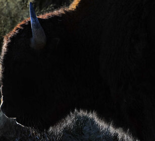 Bisonte, Bison, Buffalo PN di Yellowstone, Yellowstone NP