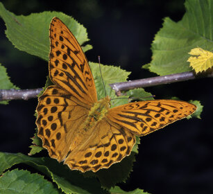 Pafia (Argynnis paphia), Silver-washed Fritillary