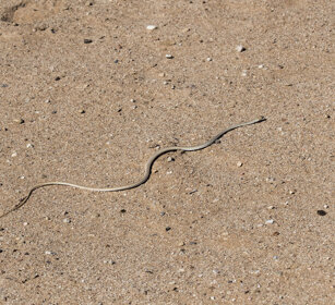 Biscia delle sabbie (Psammophis namibiensis) Namibian Sand Snake, Namib-Naukluft NP