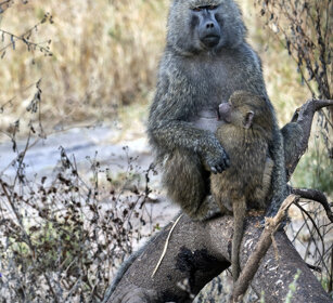 Babbuino verde (Papio Anubis), Olive Baboon parco nazionale del Serengeti, Serengeti NP