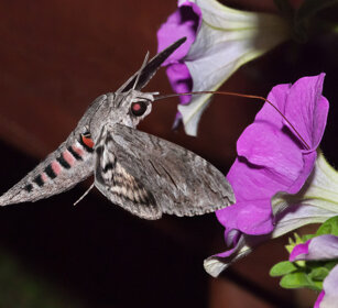 Sfinge del Convolvolo (Agrius convolvuli) Oulx (To)