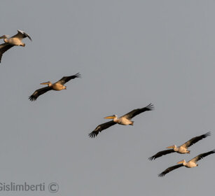 Pellicani (Pelecanus onocrotalus), Pelicans lago Zway, lake Zway