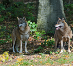 Lupi (Canis lupus), Wolves Bayerischerwald, Germania, Germany