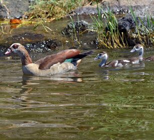 Oche egiziane (Alopochen aegyptiaca) Egyptian Geese, lago Zway, lake Zway