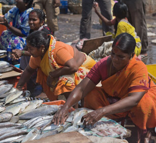 mercato del pesce, fish market Chennai, Tamil Nadu
