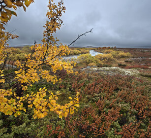 tundra parco nazionale di Dovrefjell, Dovrefjell NP