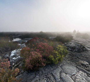 fioriture, flowering Città del Capo, Cape Town, Table Mountain