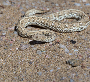 Vipera della sabbia (Bitis peringueyi) Peringuey's Adder, Swakopmund
