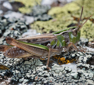 ortottero Chorthippus Rochemolles (To)