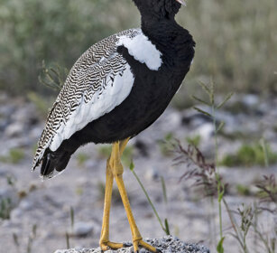 Otarda nera (Afrotis afra), Black Bustard Etosha