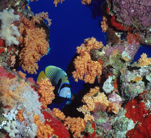Pesce Angelo Imperatore (Pomacanthus imperator) Emperor Angelfish, Mar Rosso, Sharm El Sheikh, Red Sea