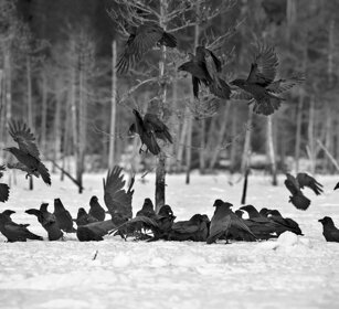 Corvi imperiali, Ravens Finlandia, Finland