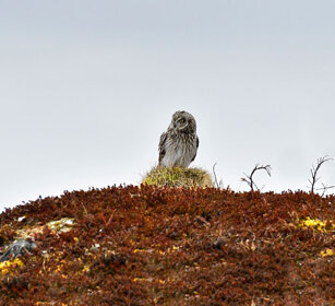 Gufo di palude, Short-eared Owl Norvegia, Norway, Varanger Gufo di palude, Short-eared Owl Norvegia, Norway, Varanger