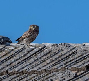 Civetta (Athene noctua) Little Owl Civetta (Athene noctua) Little Owl