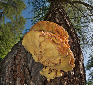Poliporo sulfureo (Laetiporus sulphureus) Chicken of the woods