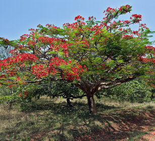 Gulmohar (Delonix regia) Nagarhole NP, Karnataka
