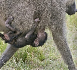Babbuini verdi (Papio Anubis), Olive Baboons parco nazionale del Serengeti, Serengeti NP