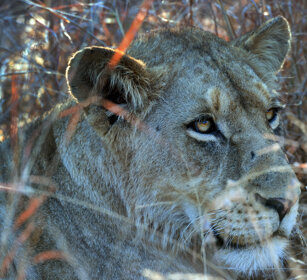 Leonessa, Lioness PN Kruger, Kruger NP