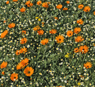 fioriture, flowering Riserva naturale De Hoop, De Hoop natural reserve