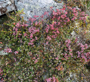 tundra parco nazionale di Dovrefjell, Dovrefjell NP
