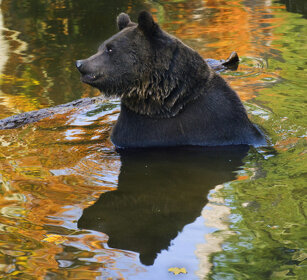 Orso bruno (Ursus arctos), Brown Bear Bayerischerwald NP