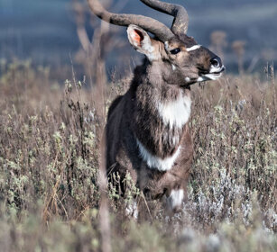 maschio di Nyala di montagna, Tragelaphus buxtoni Bale mountains
