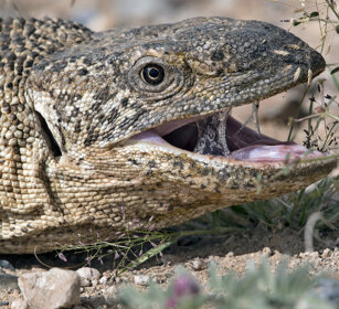 Varano delle rocce (Varanus albigularis) White-throated Rock Monitor, Namib-Naukluft NP